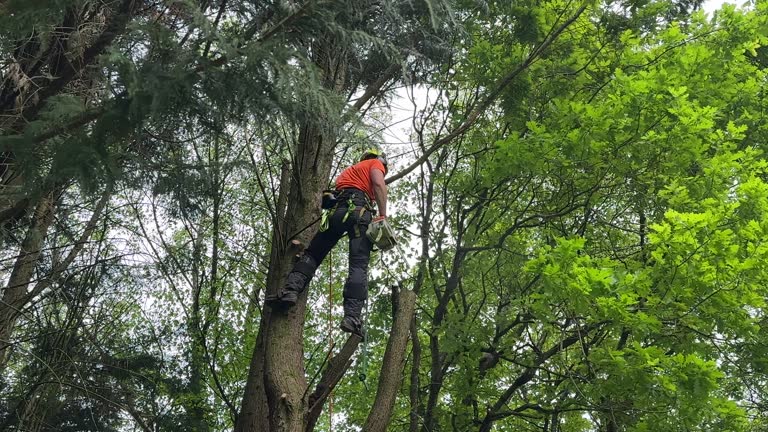 How Our Tree Care Process Works  in  Mcqueeney, TX